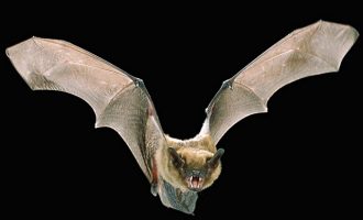 Ανακαλύφθηκαν ιοί συγγενικοί του κορωνοϊού σε κατεψυγμένες νυχτερίδες