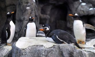 Ζεστό καταφύγιο για τους βασιλικούς πιγκουίνους λόγω του πολικού ψύχους στον Καναδά