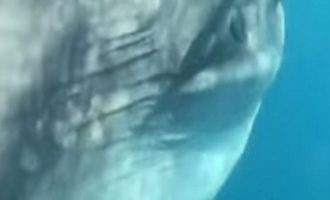 Ένα από τα μεγαλύτερα ψάρια του κόσμου εμφανίστηκε στη Ζάκυνθο (βίντεο)