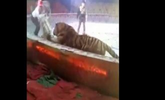 Λιοντάρι και τίγρης ορμούν σε άλογο για να το κατασπαράξουν μέσα σε τσίρκο (βίντεο)