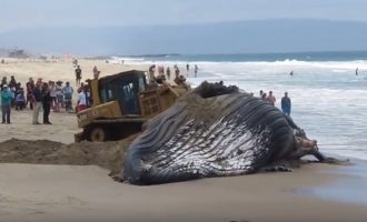 Ξεβράστηκε σε ακτή της Ν. Αφρικής η μεγαλύτερη φάλαινα στον πλανήτη (βίντεο)