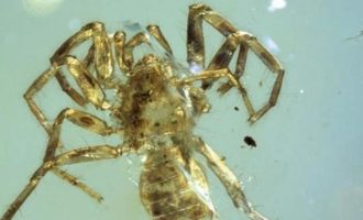 Ανακαλύφθηκε αράχνη με ουρά σε κεχριμπάρι 100 εκατομμυρίων ετών