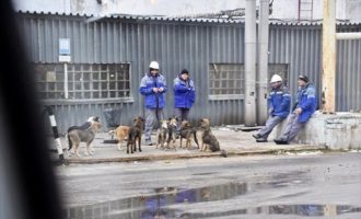 Guardian: Τα σκυλιά στο Τσερνόμπιλ επέζησαν και οι απόγονοί τους ζουν εκεί σήμερα