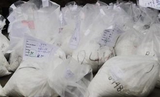 Βρήκαν κοκαΐνη 613 κιλών σε κοντέινερ με μπανάνες στην Αλβανία
