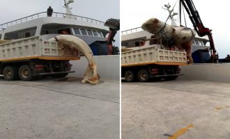 «Ψάρεψαν» νεκρή φάλαινα 9 μέτρων στη Σαντορίνη