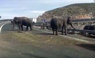 Απίστευτο: Ελέφαντες βγαίνουν σε αυτοκινητόδρομο στην Ισπανία και δημιουργούν χάος (βίντεο)