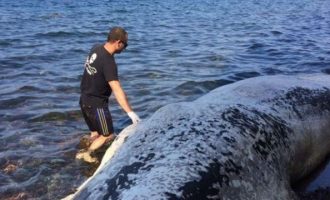 Φάλαινα 9 μέτρων ξεβράστηκε νεκρή στις ακτές της Σαντορίνης (φωτο+βίντεο)