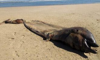 Χωρικοί στη Ναμίμπια έπαθαν «τρόμο» από «απόκοσμο» κουφάρι θαλάσσιου πλάσματος
