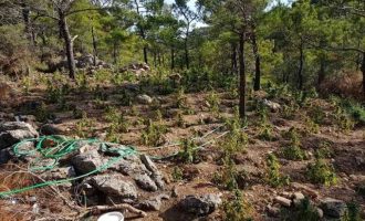 Βρήκαν φυτεία με 1.700 δενδρύλλια κάνναβης «κρυμμένη» στην Ιεράπετρα (φωτο)