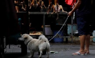 H Νότια Κορέα απαγόρευσε να σφάζονται σκύλοι για το κρέας τους – «Μπορείτε όμως… να τους τρώτε»
