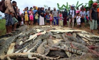 Έσφαξαν 300 κροκόδειλους στην Ινδονησία για να πάρουν… εκδίκηση (φωτο)