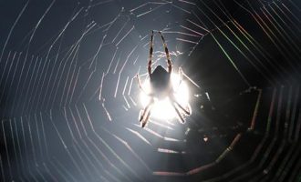 Τρόμος στην Ηλεία για τσιμπήματα μαύρης αράχνης – Πέντε άνθρωποι στο νοσοκομείο