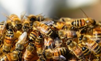 Τραγικό: Μέλισσες απελευθερώθηκαν σε τροχαίο και σκότωσαν ψαρά