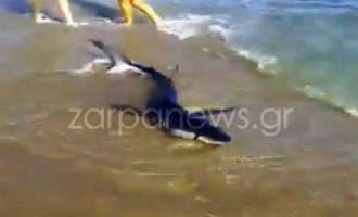Χανιά: Καρχαρίας βγήκε στη στεριά και εγκλωβίστηκε στην ακτή (βίντεο)