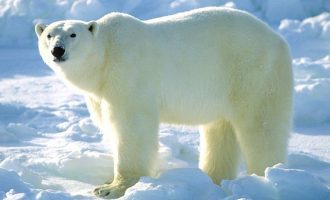 Σοκ στον Καναδά: Πολική αρκούδα κατασπάραξε άνδρα που πήγε να σώσει τις κόρες του