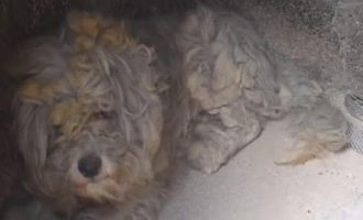 Συγκίνηση: Βρέθηκε ζωντανός σκύλος σε φούρνο καμμένου σπιτιού στο Μάτι (βίντεο)
