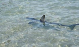 Κρήτη: Καρχαρίας βγήκε σε παραλία και κατατρόμαξε τους λουόμενους (βίντεο)