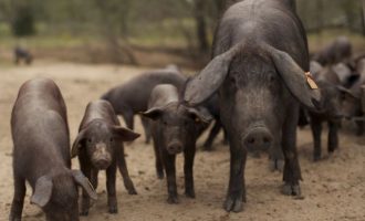 Τα γουρούνια ξεπέρασαν σε πληθυσμό τους ανθρώπους στην Ισπανία – Ανησυχίες για επιπτώσεις στο περιβάλλον
