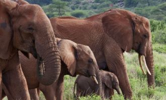 90 ελέφαντες σφαγιάστηκαν από λαθροθήρες στη Μποτσουάνα – Τους πήραν χαυλιόδοντες και προβοσκίδες