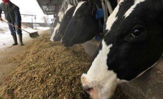 Ξυπνά ο εφιάλτης: Κρούσμα της νόσου των τρελών αγελάδων στην Ευρώπη