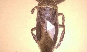 Στη Λαμία εντοπίστηκε το μεγαλύτερο υδρόβιο έντομο στην Ευρώπη