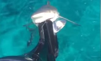 Τρόμος στις Μπαχάμες: Καρχαρίας άρπαξε τη μηχανή σκάφους (βίντεο)