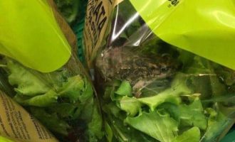 Βάτραχος μέσα σε συσκευασμένη σαλάτα γνωστού σούπερ μάρκετ – Τι απαντά η εταιρεία