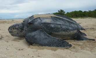 Η μεγαλύτερη θαλάσσια χελώνα του κόσμου βγήκε στη στεριά (βίντεο)