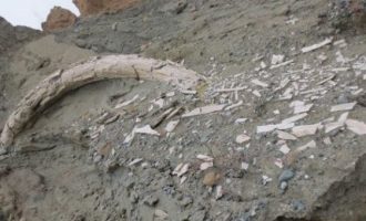 Φλώρινα: Βρέθηκε προϊστορικός χαυλιόδοντας μήκος δύο μέτρων