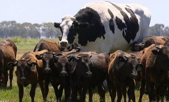 Αγελάδα-γίγας βρέθηκε στην Αυστραλία – 2 μέτρα ύψος και βάρος 1,5 τόνος (βίντεο)