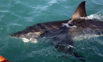 Σοκ: Καρχαρίας στο λιμάνι του Λουτρακίου (βίντεο)