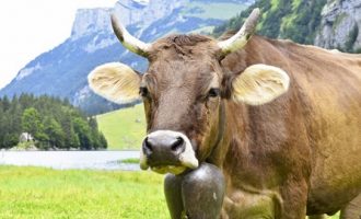 Δημοψήφισμα για το… κέρατο των αγελάδων στην Ελβετία