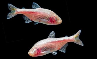 Το ψάρι που κρύβει μυστικά για την ανθρώπινη καρδιά – Τι ανακάλυψαν επιστήμονες