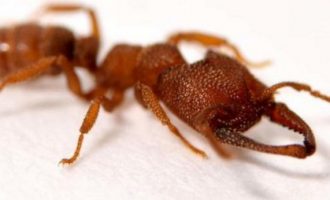 Ένα μυρμήγκι είναι το ταχύτερο ζώο στη Γη – Ασύλληπτη η ταχύτητά του (βίντεο)