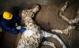Οι αρχαιολόγοι βρήκαν στην Πομπηία καλά διατηρημένο άλογο που φορούσε την ιπποσκευή του