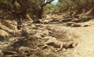 Δεκάδες νεκρά άλογα λόγω του καύσωνα που σαρώνει την Αυστραλία