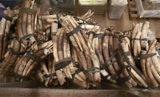 Ο έλεγχος του νομίμου εμπορίου ελεφαντόδοντου διχάζει τις χώρες Ευρώπης-Αφρικής