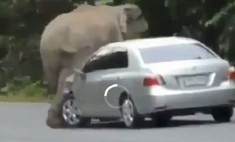 Εξαγριωμένος ελέφαντας διαλύει αυτοκίνητο σε 45 δευτερόλεπτα (βίντεο)