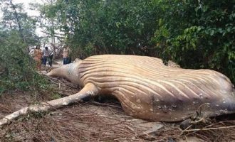 Φάλαινα 11 μέτρων βρέθηκε νεκρή στη μέση της ζούγκλας του Αμαζονίου (βίντεο)