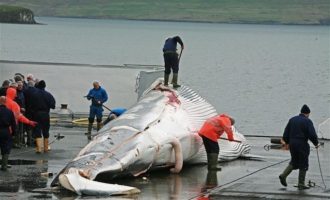 Η Ισλανδία θα σκοτώσει 2.000 φάλαινες – Αντιδρoύν οι φιλοζωικές οργανώσεις