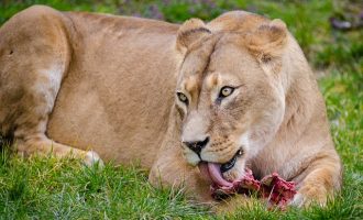 Τρεις λέαινες και ένα λιοντάρι κόλλησαν κορωνοϊό στον ζωολογικό κήπο της Βαρκελώνης