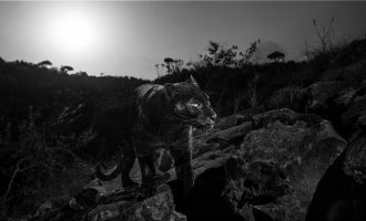 Μαύρη λεοπάρδαλη εμφανίστηκε στην Αφρική πρώτη φορά μετά από 100 χρόνια (φωτο)