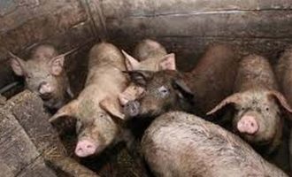 Φρίκη στη Ρωσία – Την έφαγαν τα γουρούνια ζωντανή όταν κατέρρευσε