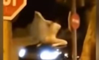 «Εμφράγματα» στη Βάρκιζα από νεαρή που λικνιζόταν πάνω σε καπό «δίχως τίποτα» (βίντεο)