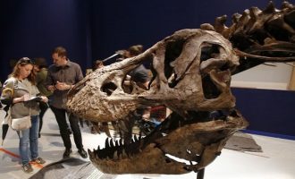 Ανακαλύφθηκε ο μεγαλύτερος τυραννόσαυρος που έχει βρεθεί ποτέ