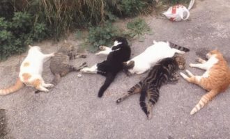 Οργή για την Κρητικιά που σκοτώνει γάτες και δίνει συνταγή για φόλες μέσω Facebook