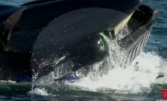 Φάλαινα παραλίγο να καταπιεί δύτη στη Νότια Αφρική (βίντεο)