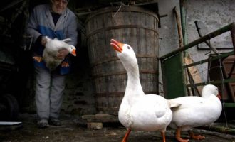 Βουλγαρία: Ευθανασία σε 12.000 πουλερικά λόγω της γρίπης των πτηνών
