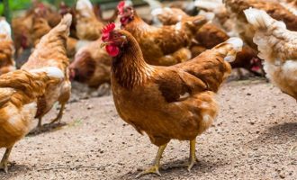 Και Γρίπη των Πτηνών: Η Ολλανδία θανάτωσε 190.000 πουλερικά