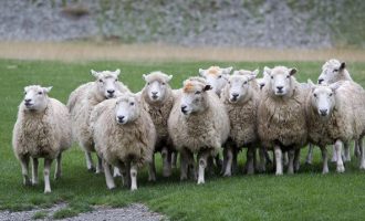 Γονιμοποίησαν πρόβατα με το παλαιότερο σπέρμα στον κόσμο